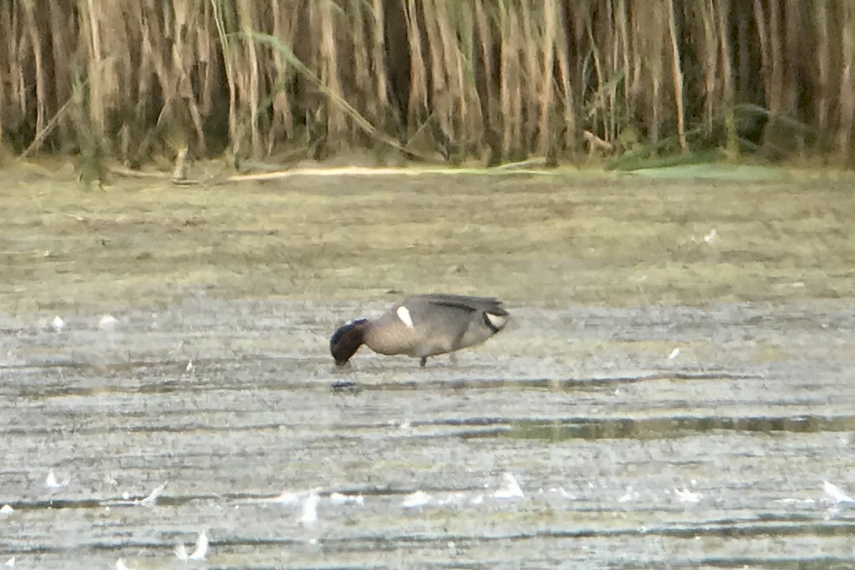 čírka obecná (ssp. carolinensis) - ML620317021