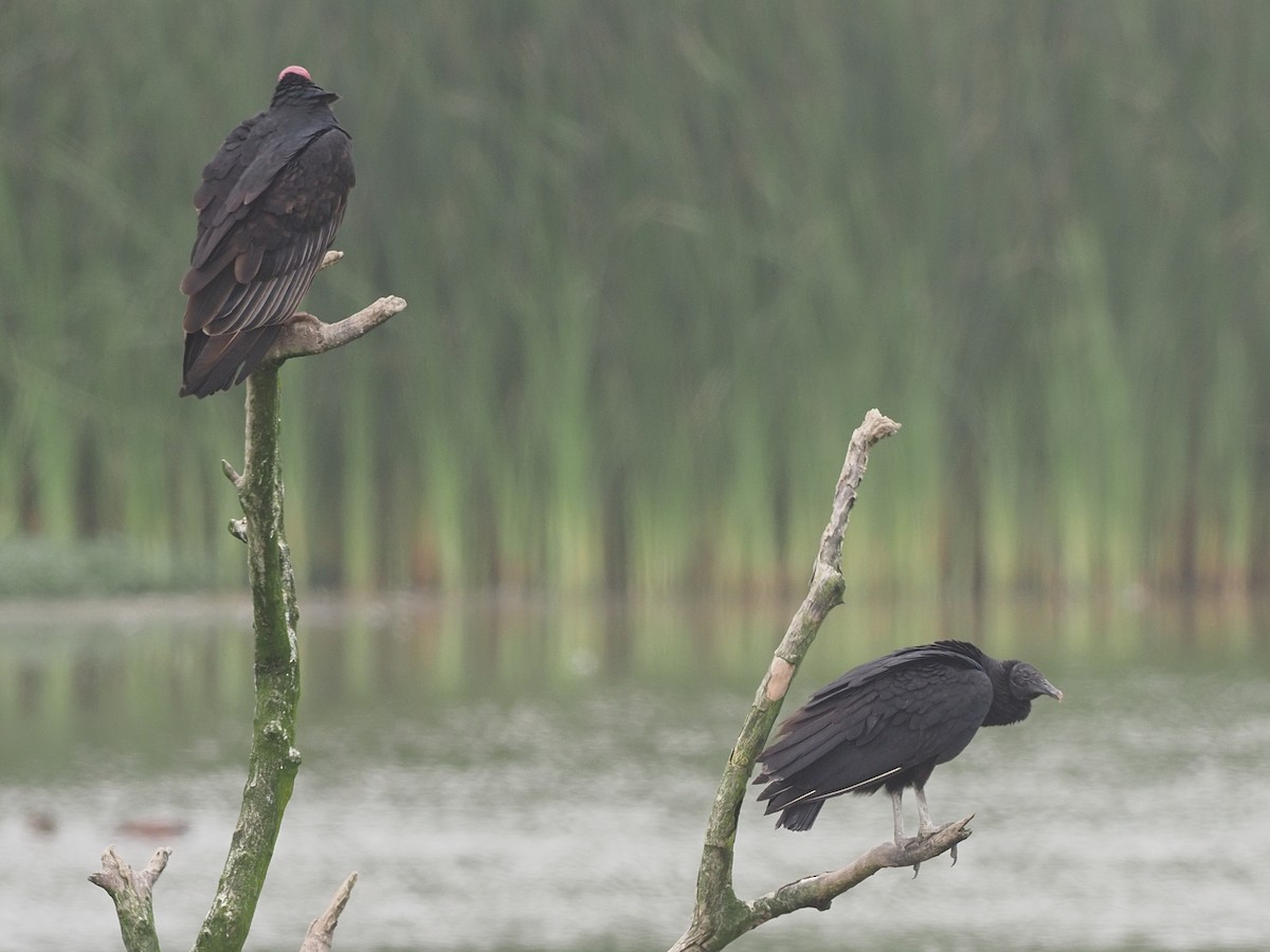 Turkey Vulture - ML620317022