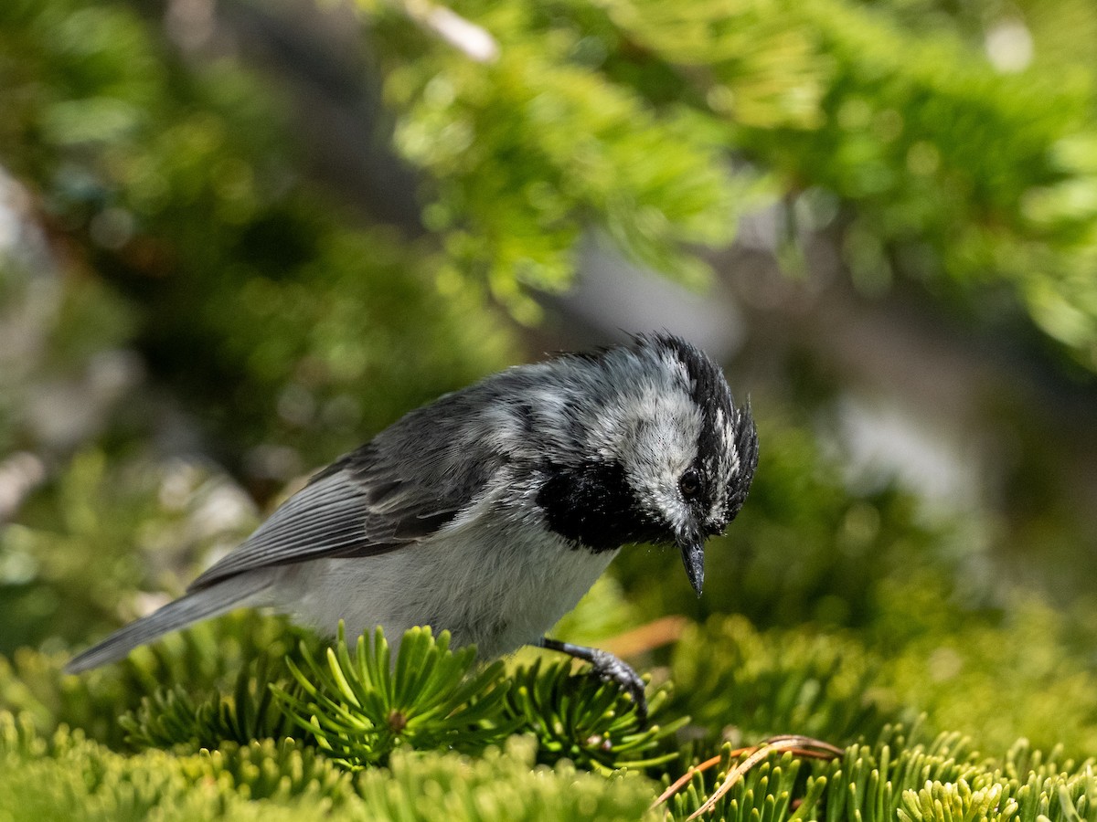 Mountain Chickadee - ML620317023