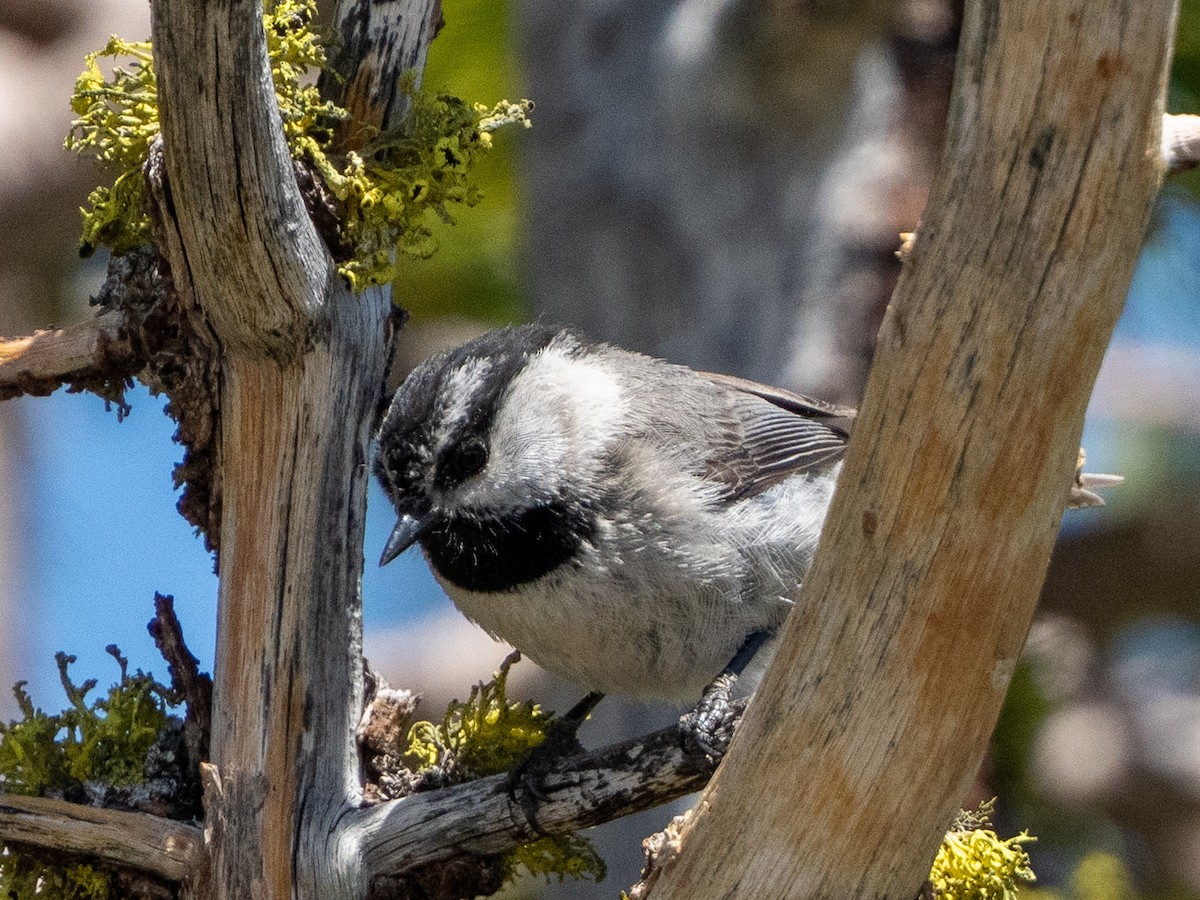 Mountain Chickadee - ML620317024