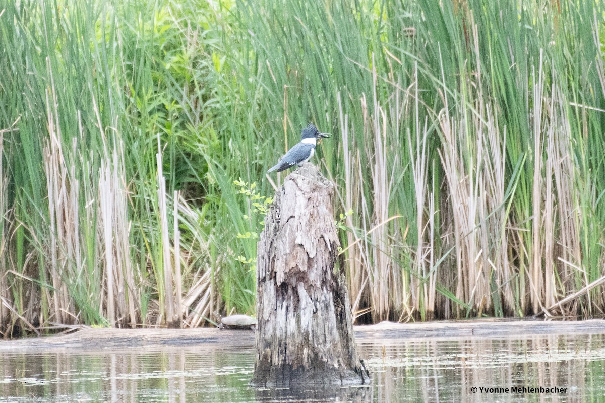 Belted Kingfisher - ML620317027