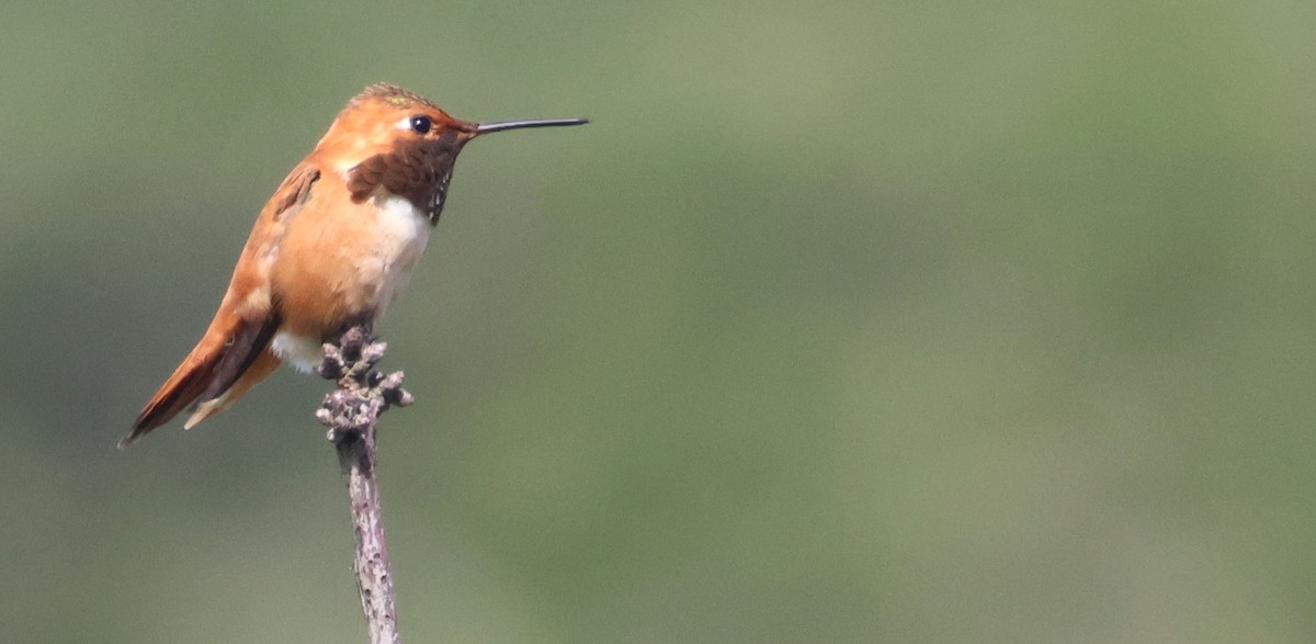 Rufous Hummingbird - ML620317028