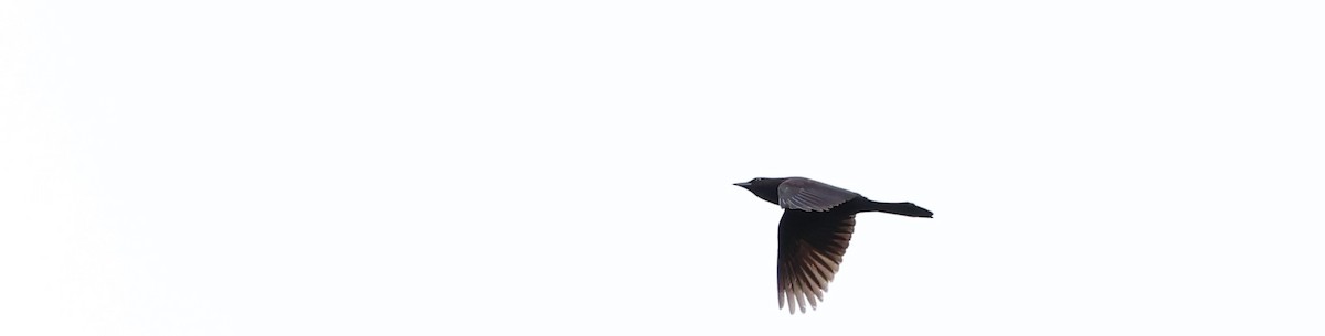 Common Grackle - ML620317030