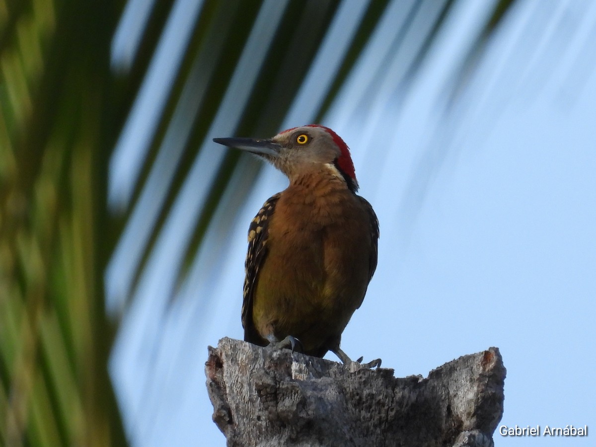 Hispaniolan Woodpecker - ML620317033