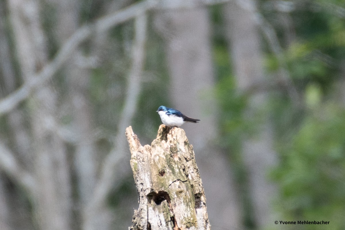 Tree Swallow - ML620317036