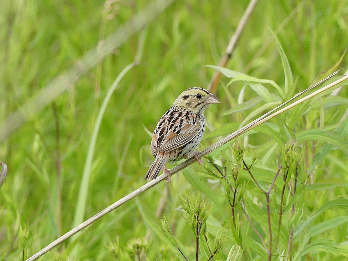 Henslow's Sparrow - ML620317038