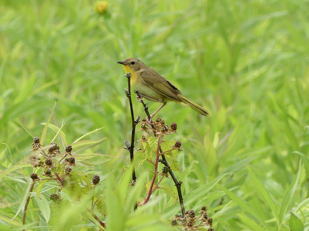 Weidengelbkehlchen - ML620317048