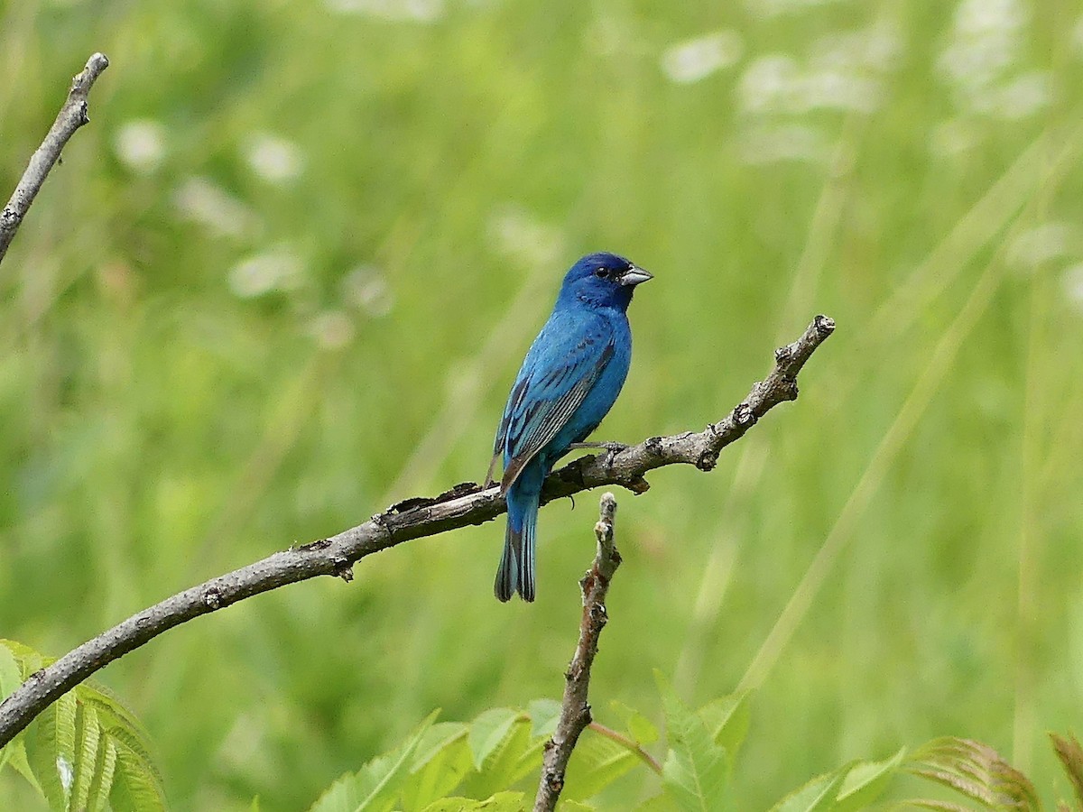 Indigo Bunting - ML620317056