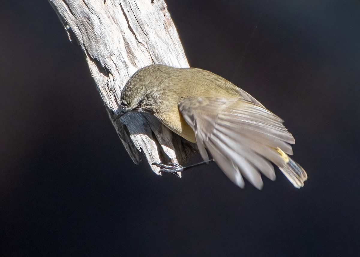 Yellow-rumped Thornbill - ML620317061