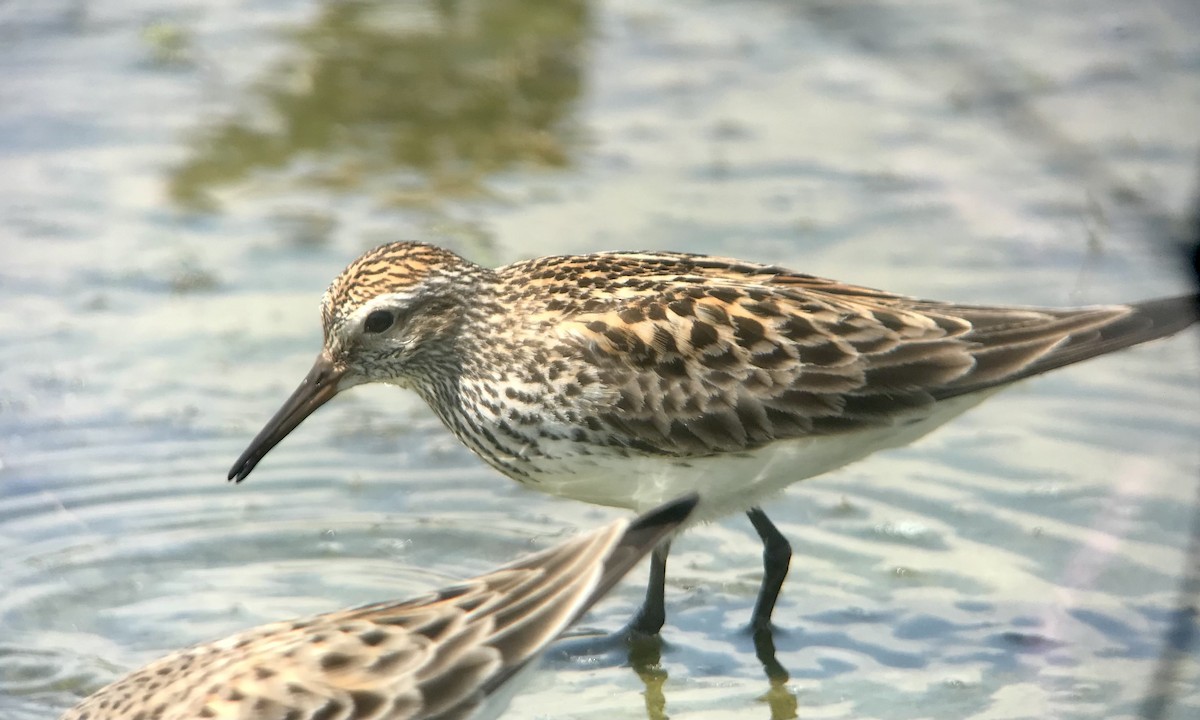 Weißbürzel-Strandläufer - ML620317070