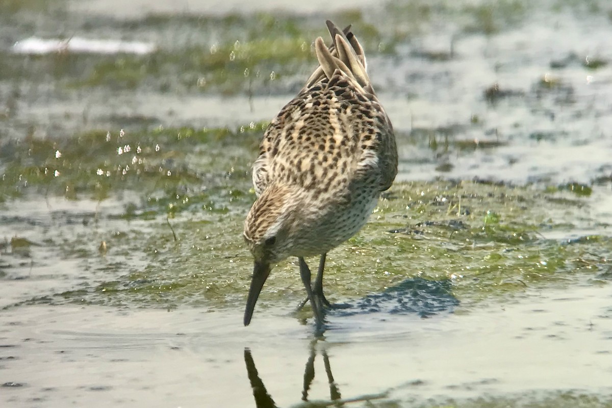 Weißbürzel-Strandläufer - ML620317071