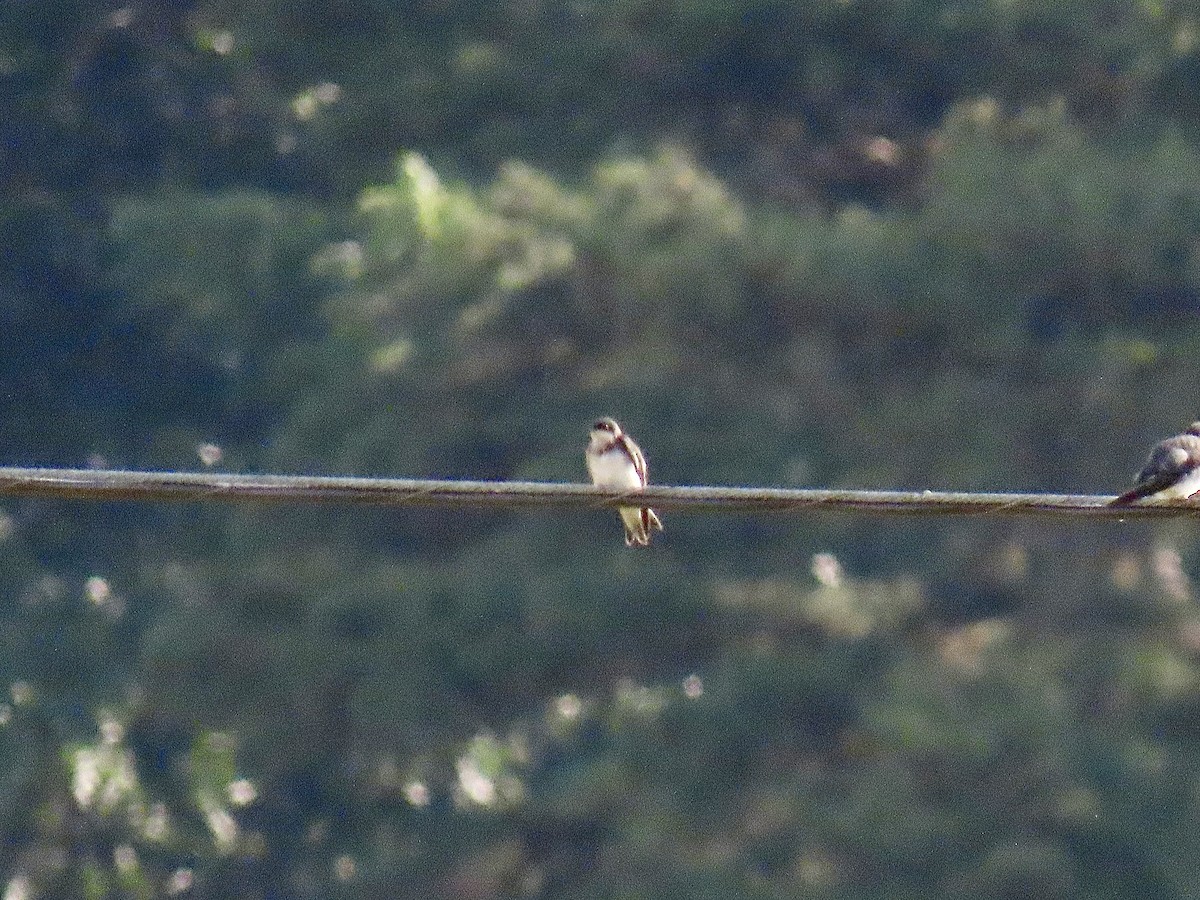 Tree Swallow - ML620317073