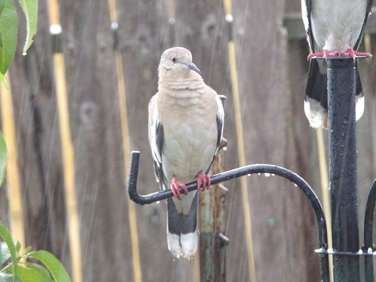 White-winged Dove - ML620317084