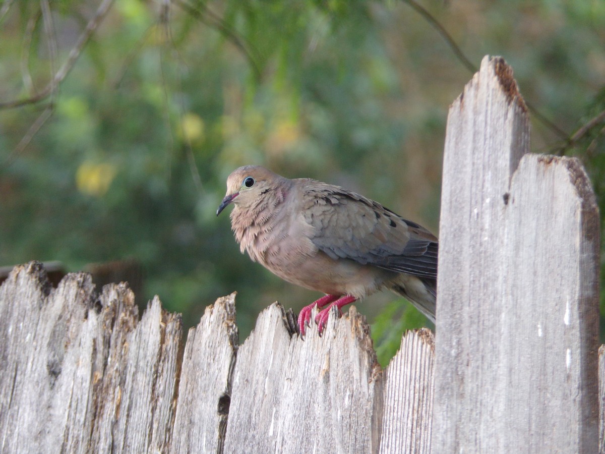 Mourning Dove - ML620317092