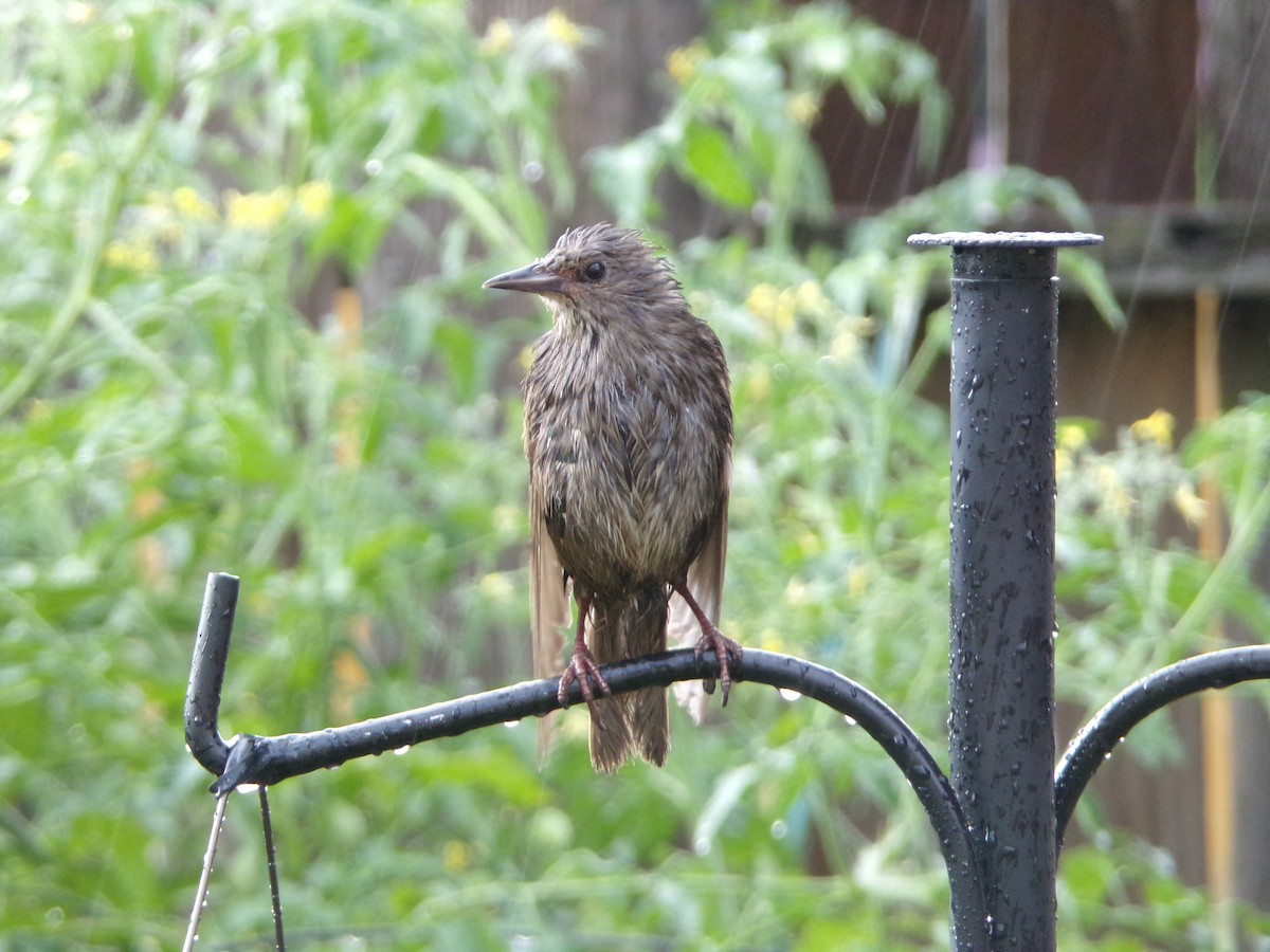 European Starling - ML620317093