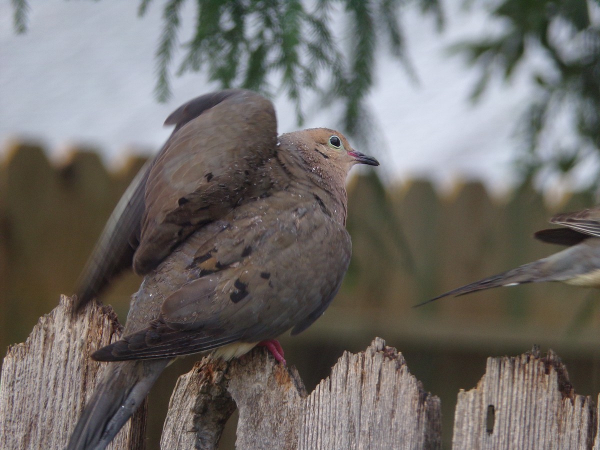 Mourning Dove - ML620317095