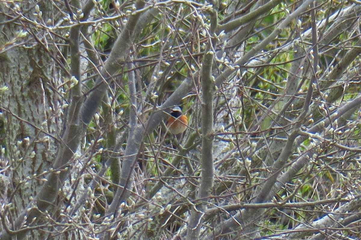 Common Redstart - ML620317098