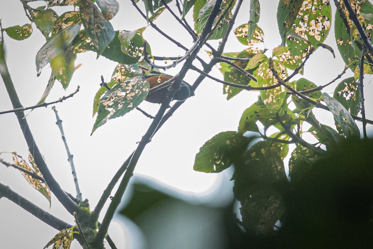 Blue-backed Conebill - ML620317103