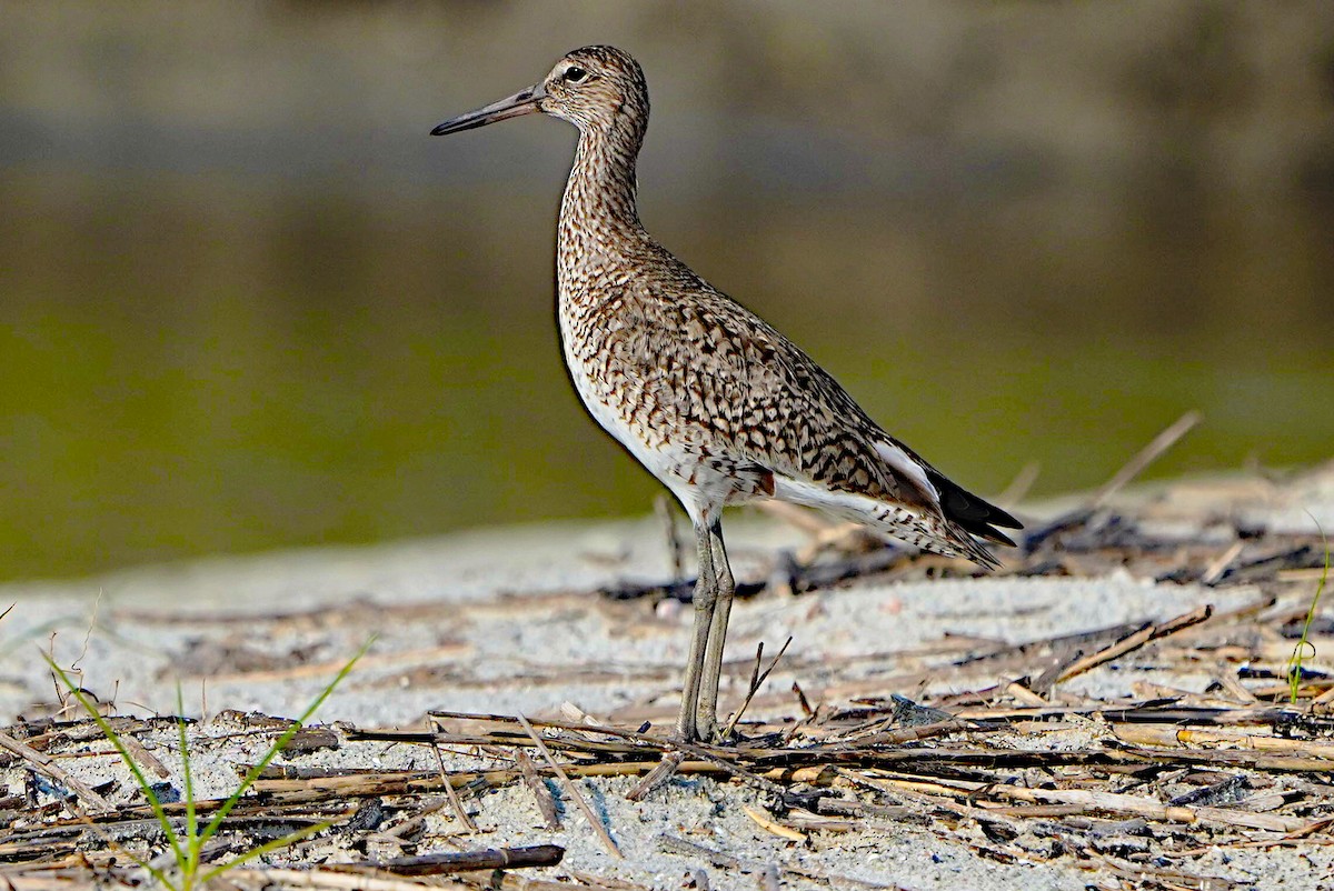 Willet - ML620317106