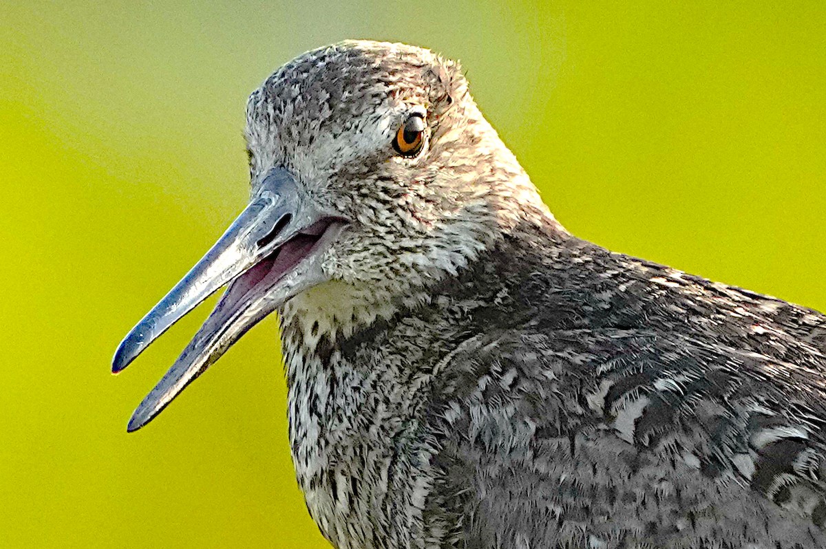 Willet - James Bourne