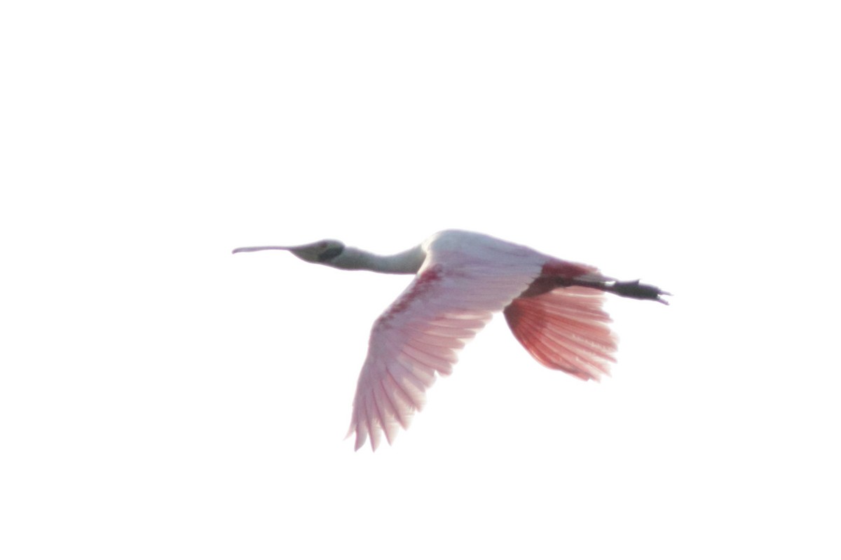 Roseate Spoonbill - Jacob Wessels