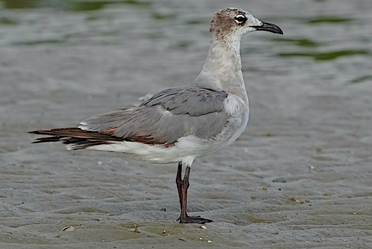 Gaviota Guanaguanare - ML620317122