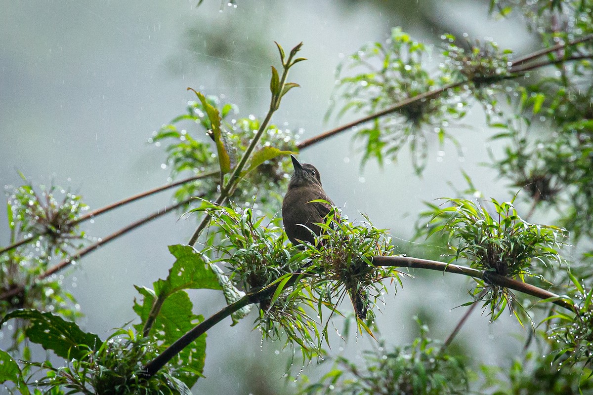 Smoky Bush-Tyrant - ML620317135