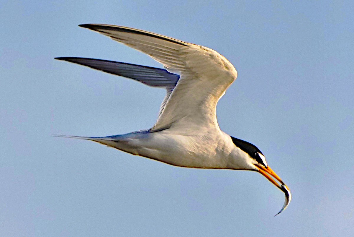 Least Tern - ML620317137