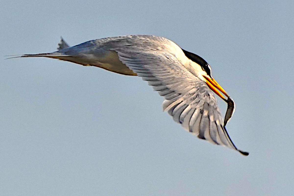 Least Tern - ML620317138