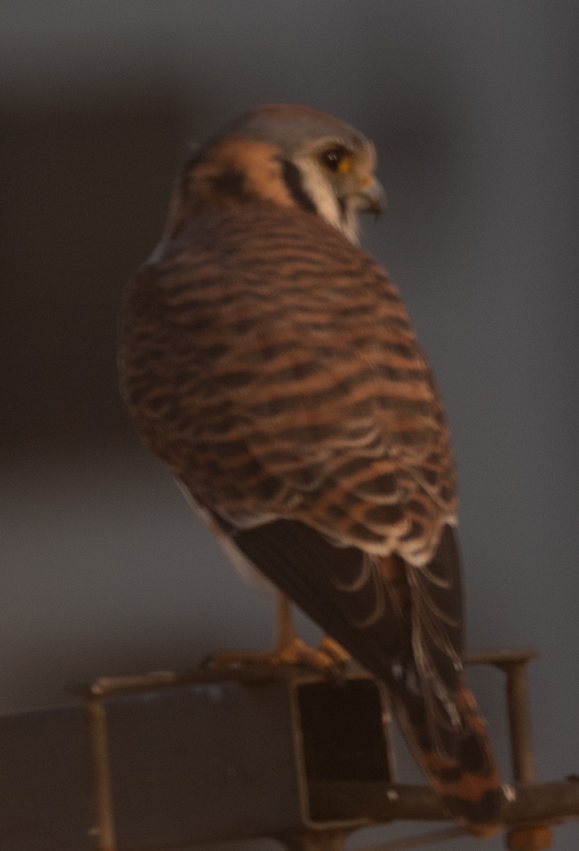 American Kestrel - ML620317139