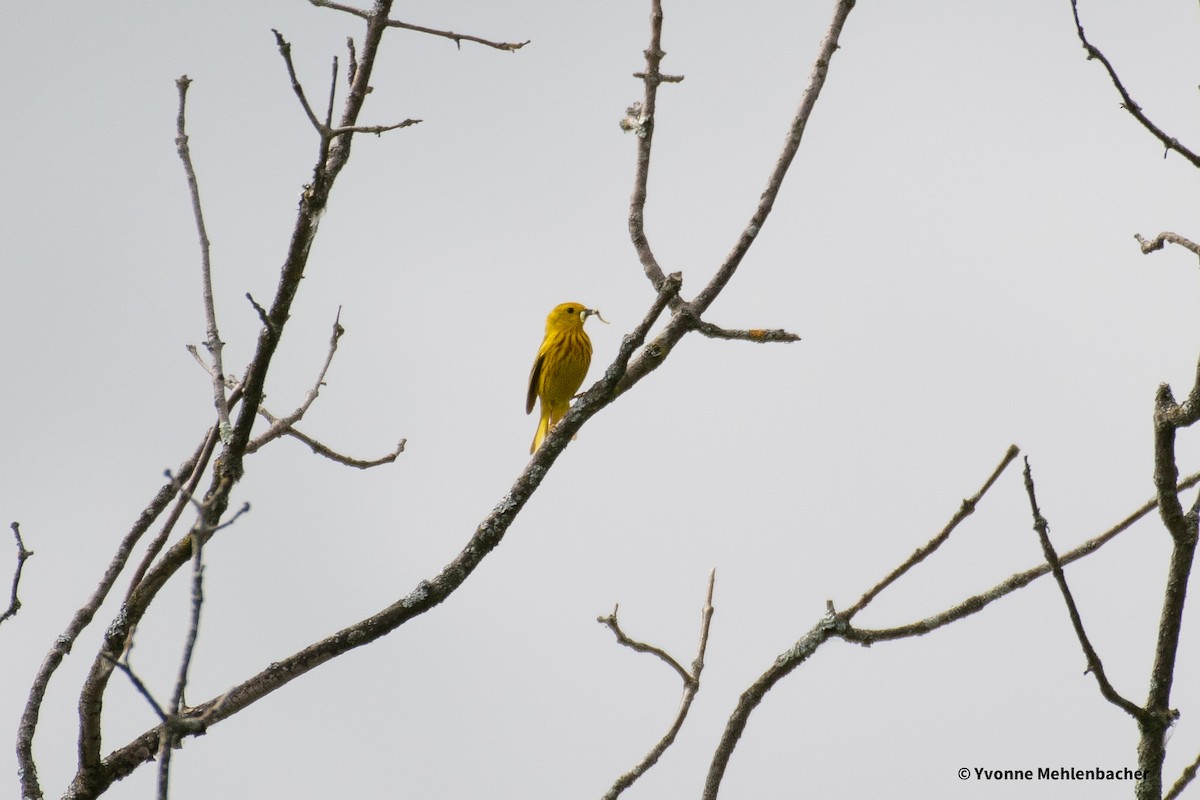 Yellow Warbler - ML620317140