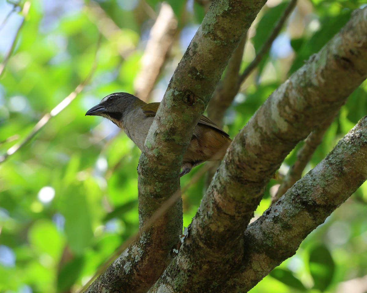 Buff-throated Saltator - ML620317148