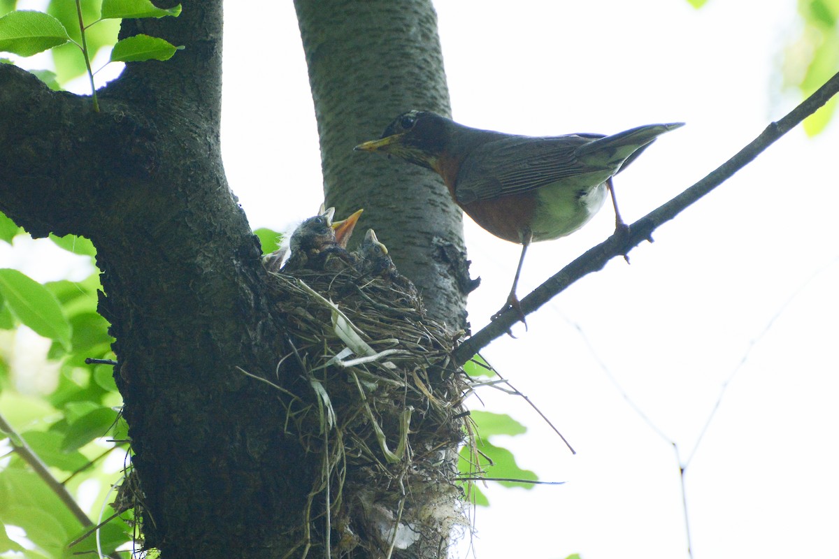 American Robin - ML620317162