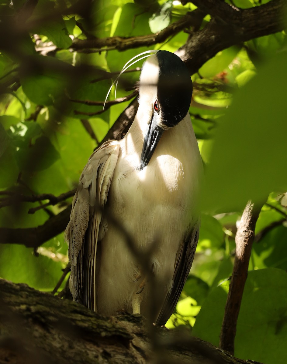 Black-crowned Night Heron - ML620317169