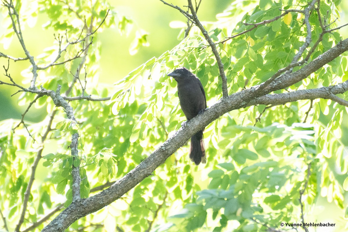 Common Grackle - ML620317181