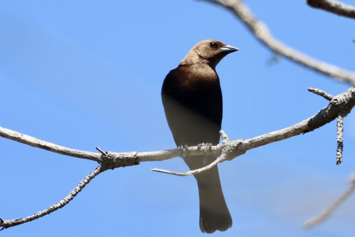 Brown-headed Cowbird - ML620317185