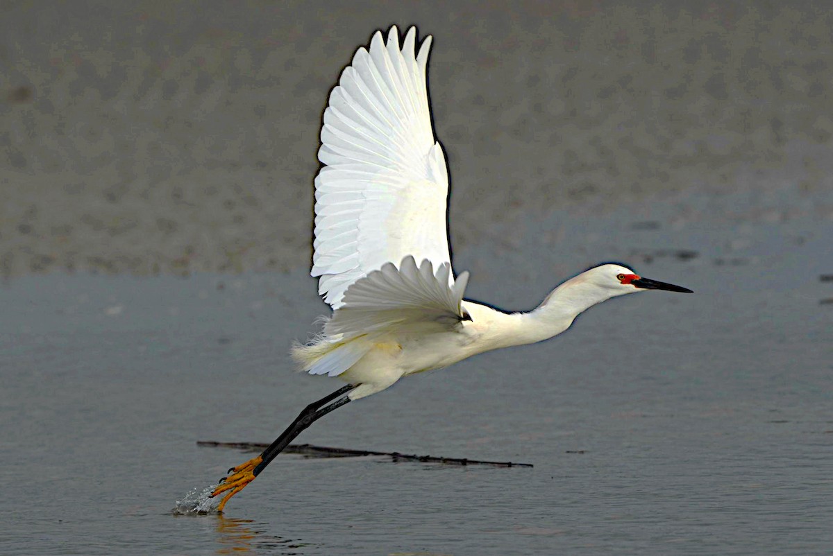 Snowy Egret - ML620317186