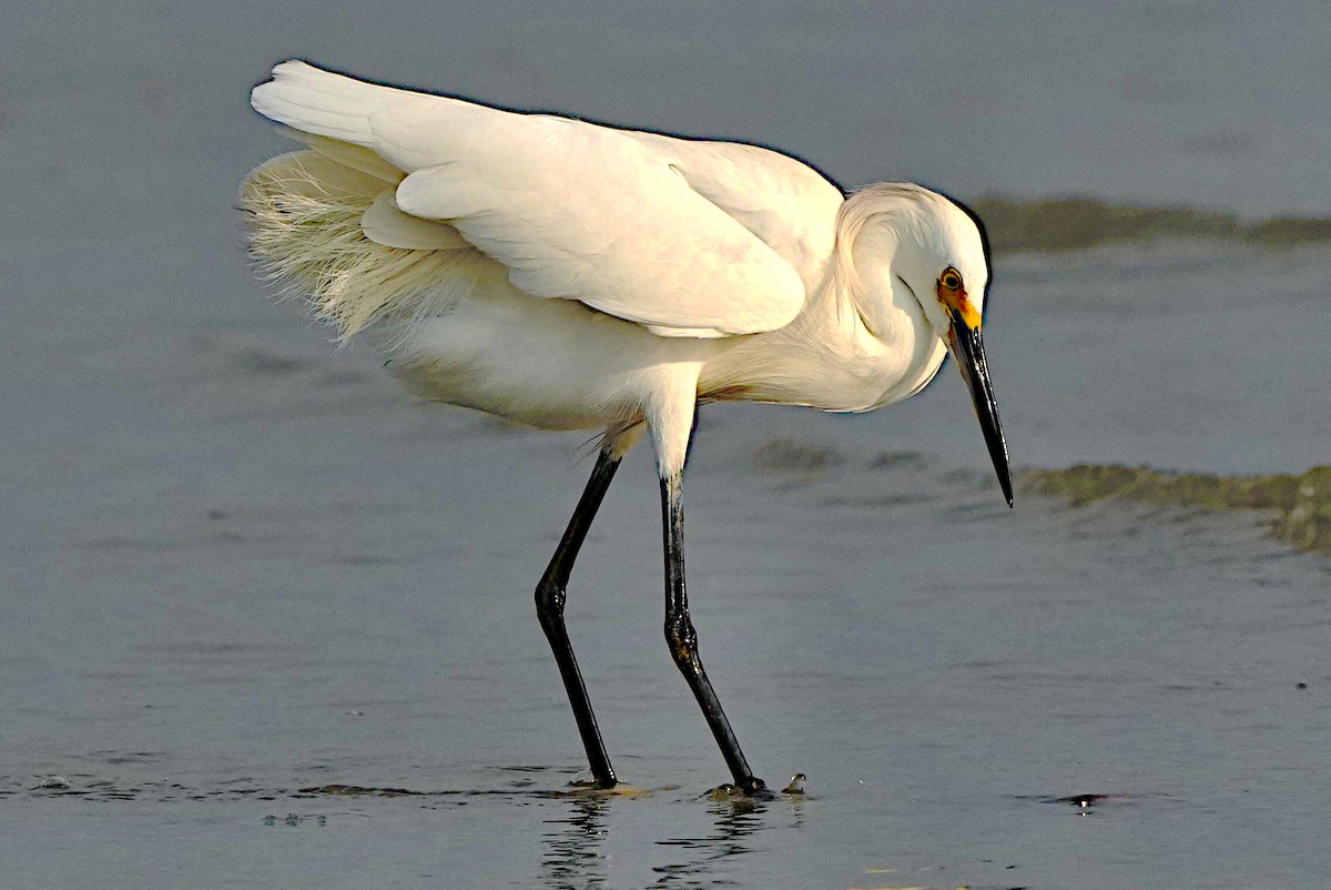 Snowy Egret - ML620317188