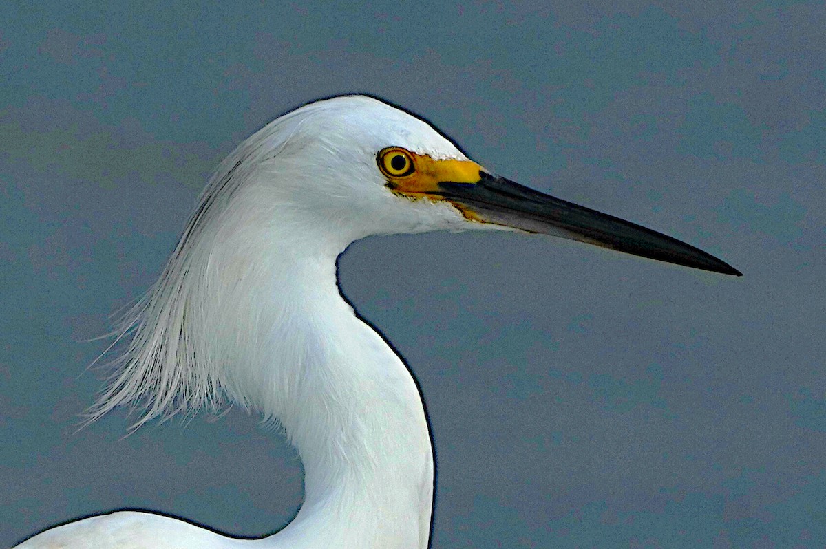 Snowy Egret - ML620317189