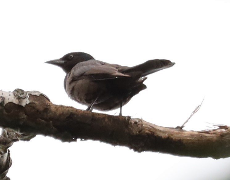 Common Grackle - ML620317193