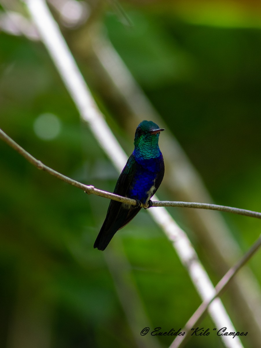 Violet-bellied Hummingbird - ML620317195