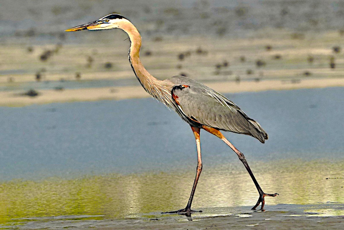 Great Blue Heron - ML620317200