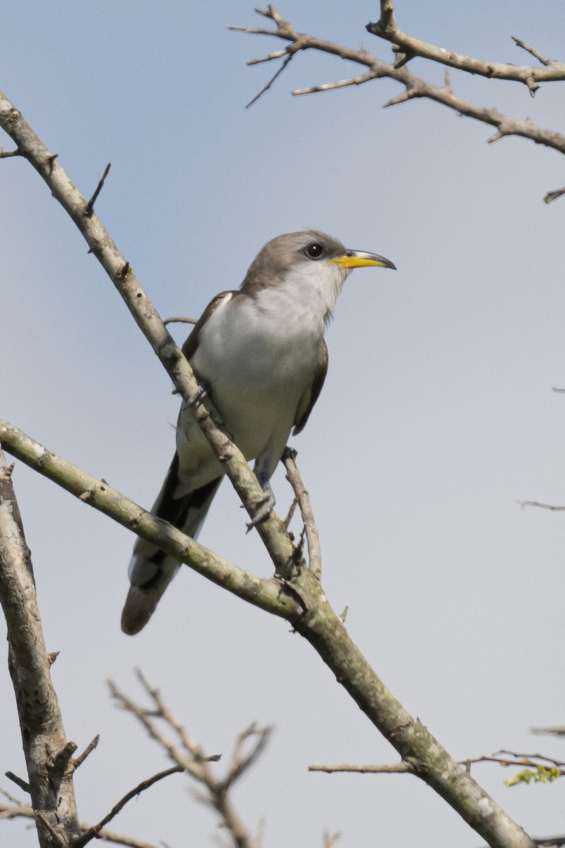 Yellow-billed Cuckoo - ML620317201