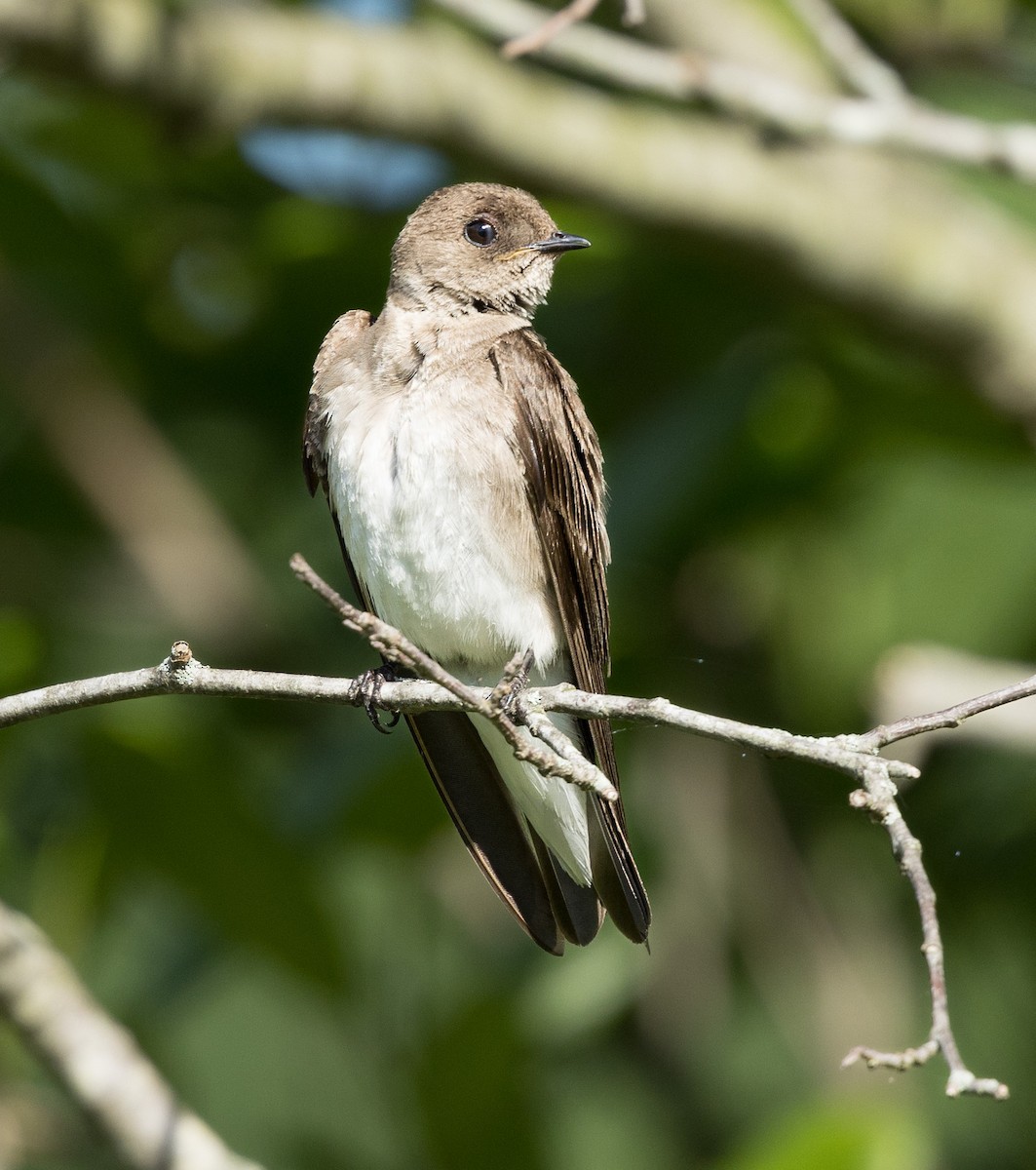 Golondrina Aserrada - ML620317206