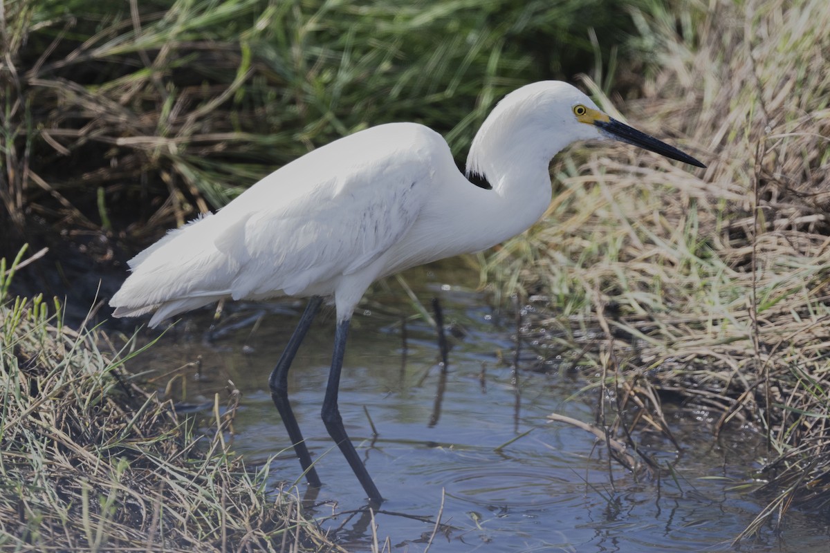 Snowy Egret - ML620317207