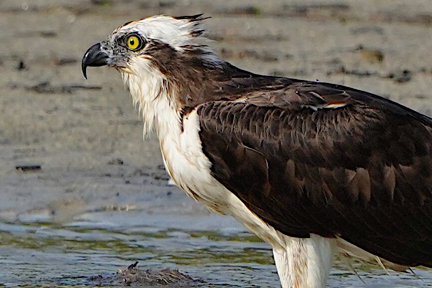 Águila Pescadora - ML620317213