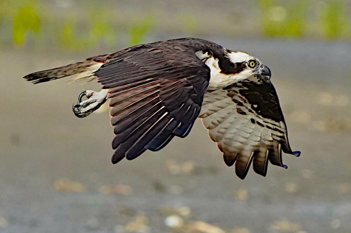 Águila Pescadora - ML620317214