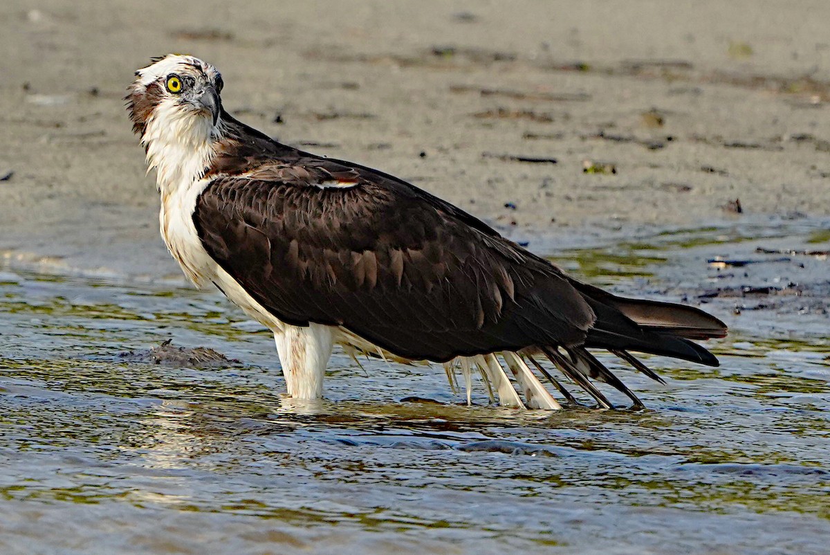 Águila Pescadora - ML620317215