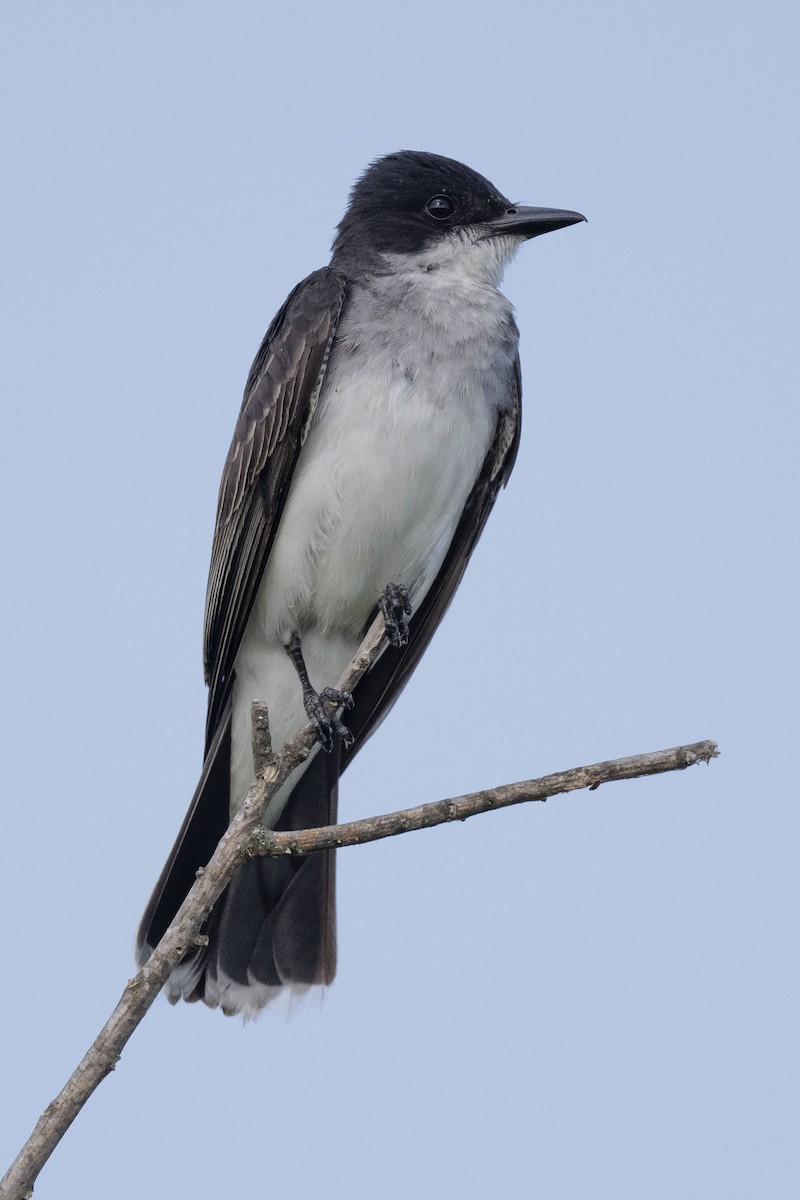 Eastern Kingbird - ML620317222