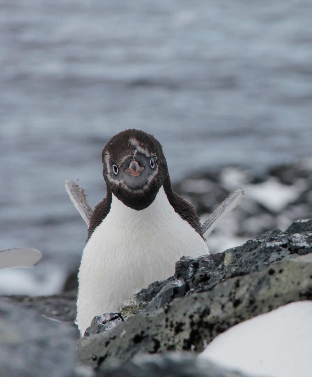 Adelie Penguin - ML620317224